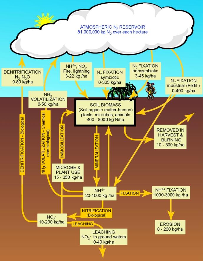 nitrogen-phosphorus-cycle