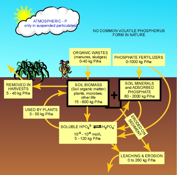 the-phosphorus-cycle-by-fuoco136